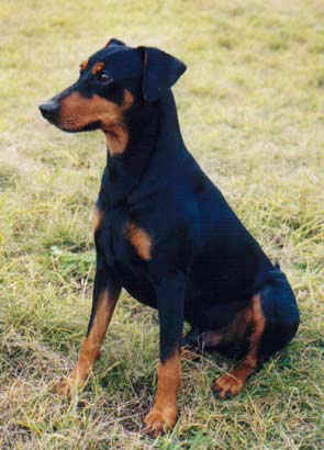 Brave Heart of Leijliden